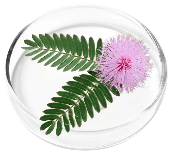 Mimosa pudica