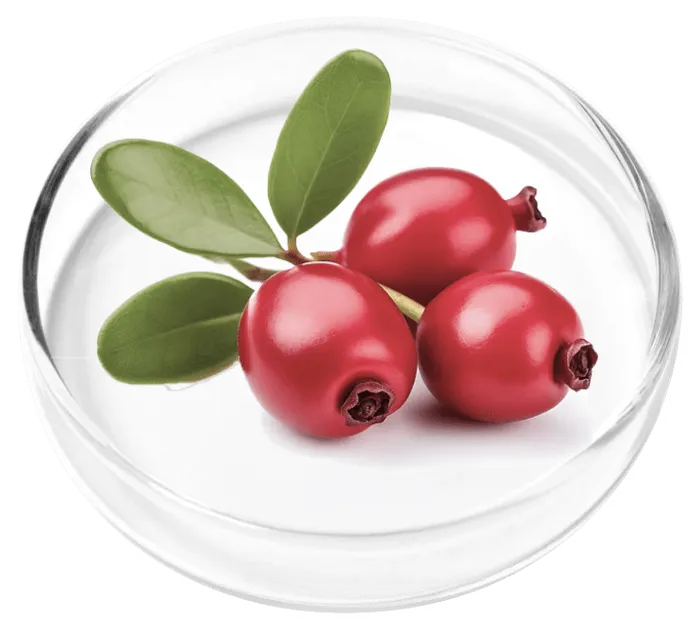 Bearberry, also called uva-ursi
