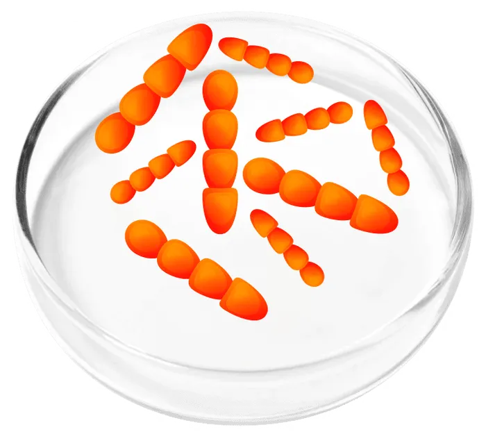Lactobacillus crispatus