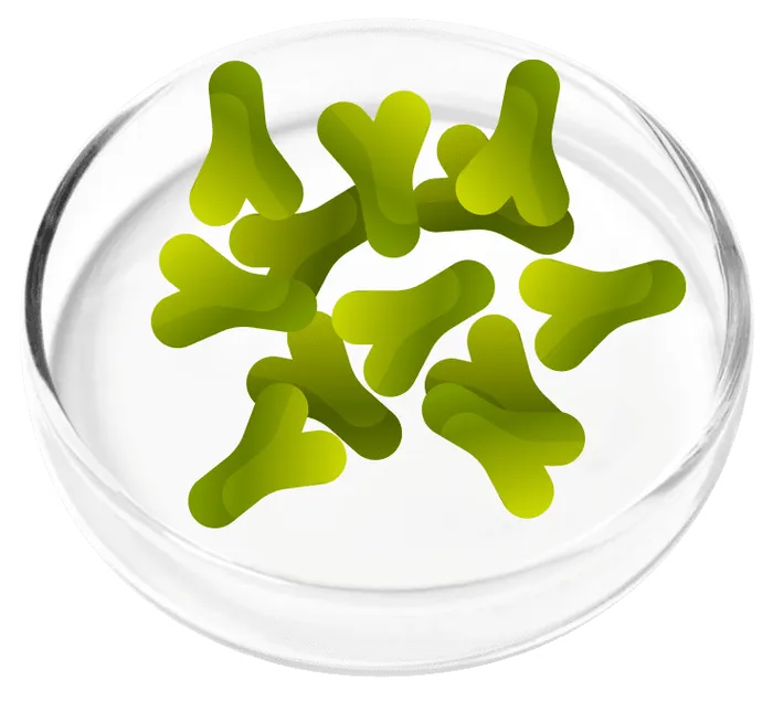 Lactobacillus acidophilus