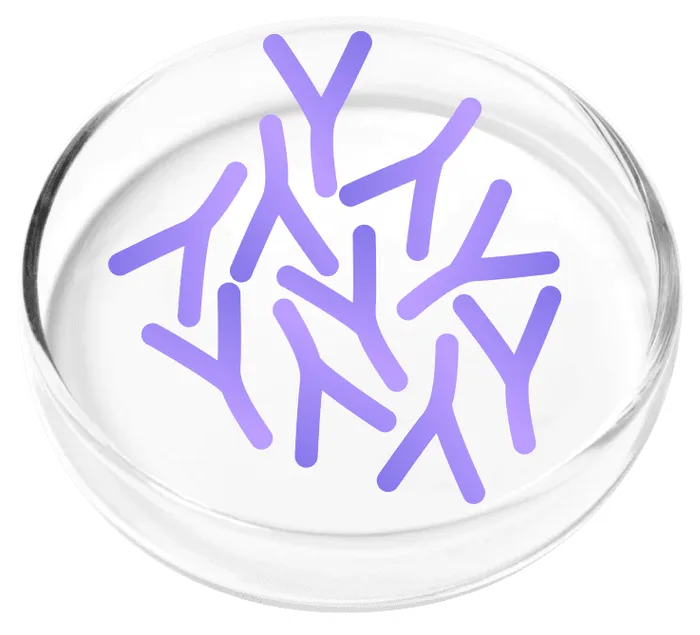 Lactobacillus plantarum