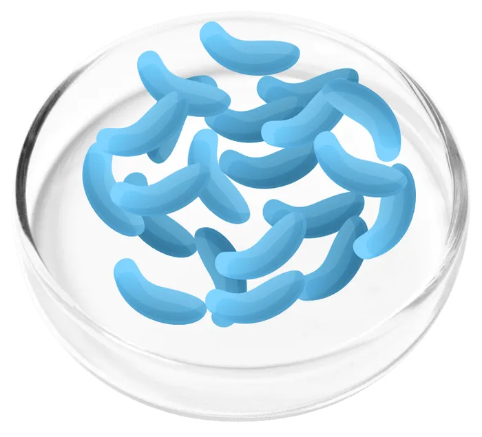 Lactobacillus gasseri