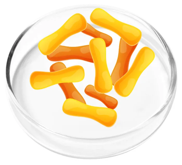 Lactobacillus casei